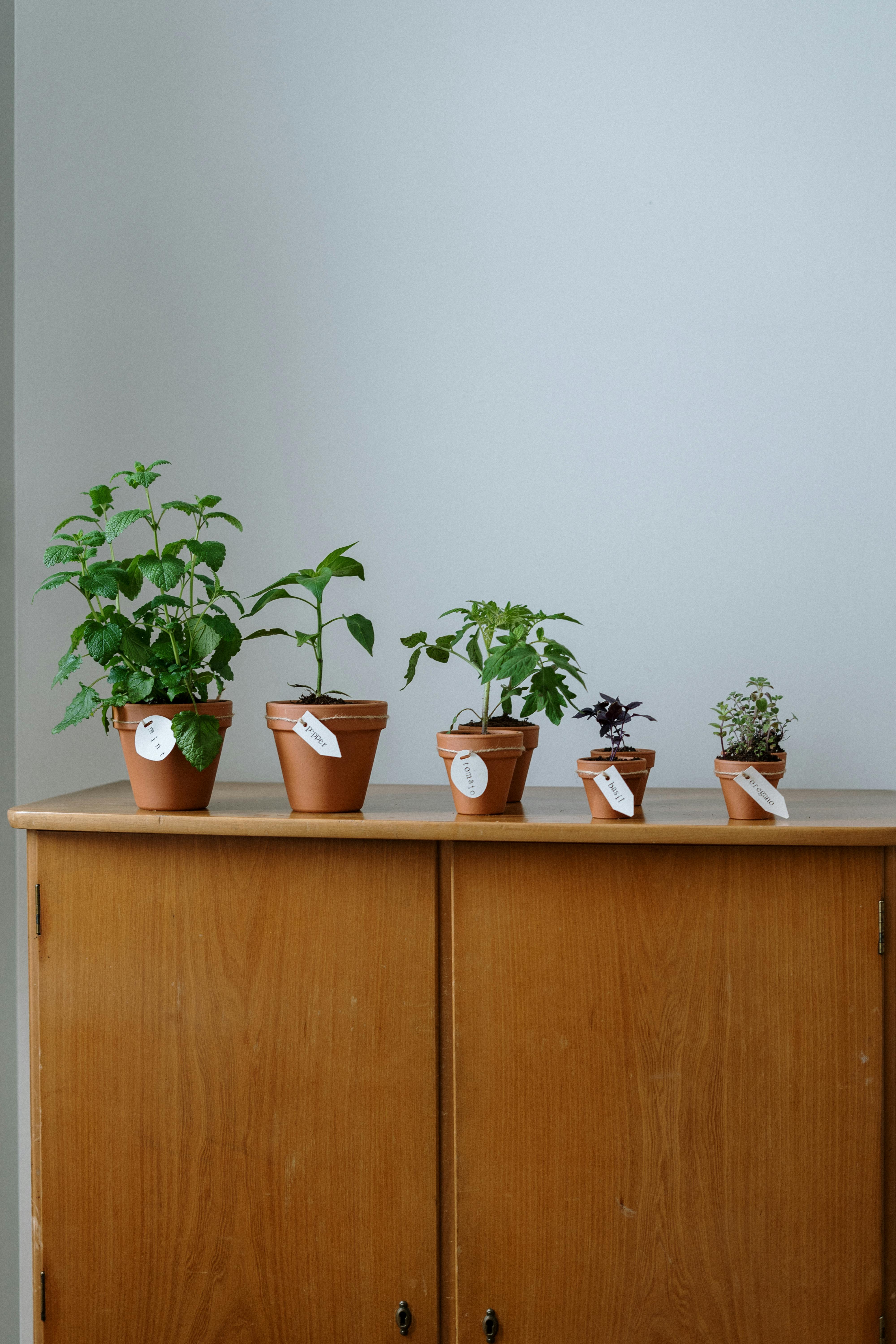 Smart Ways to Pick an Avocado: A Practical Guide for 2025