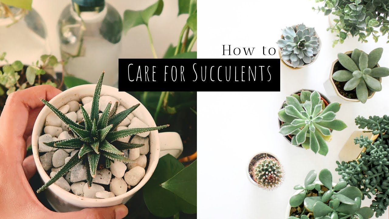 Effective Ways to Care for Succulents in 2025: Essential Tips for Healthy Growth