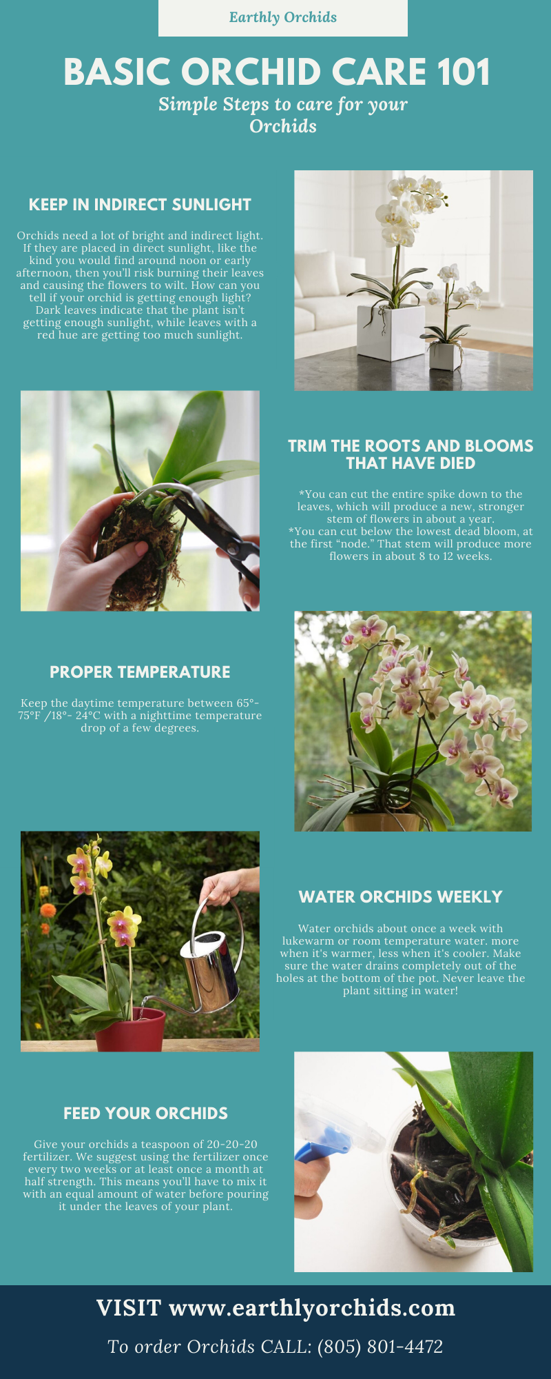 Orchid care essentials