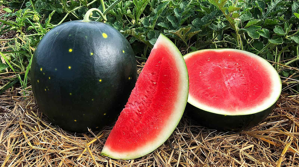 How to Effectively Grow Watermelon for a Bountiful Harvest in 2025