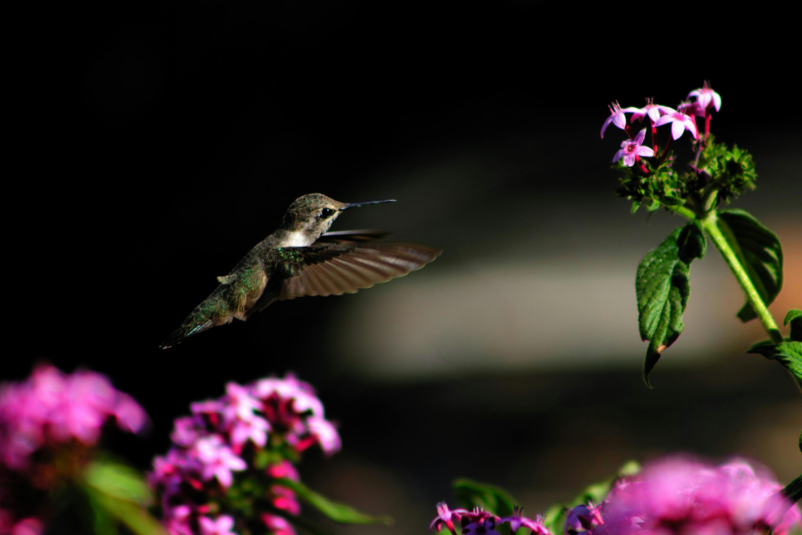 How to Properly Make Hummingbird Nectar for Your Garden in 2025