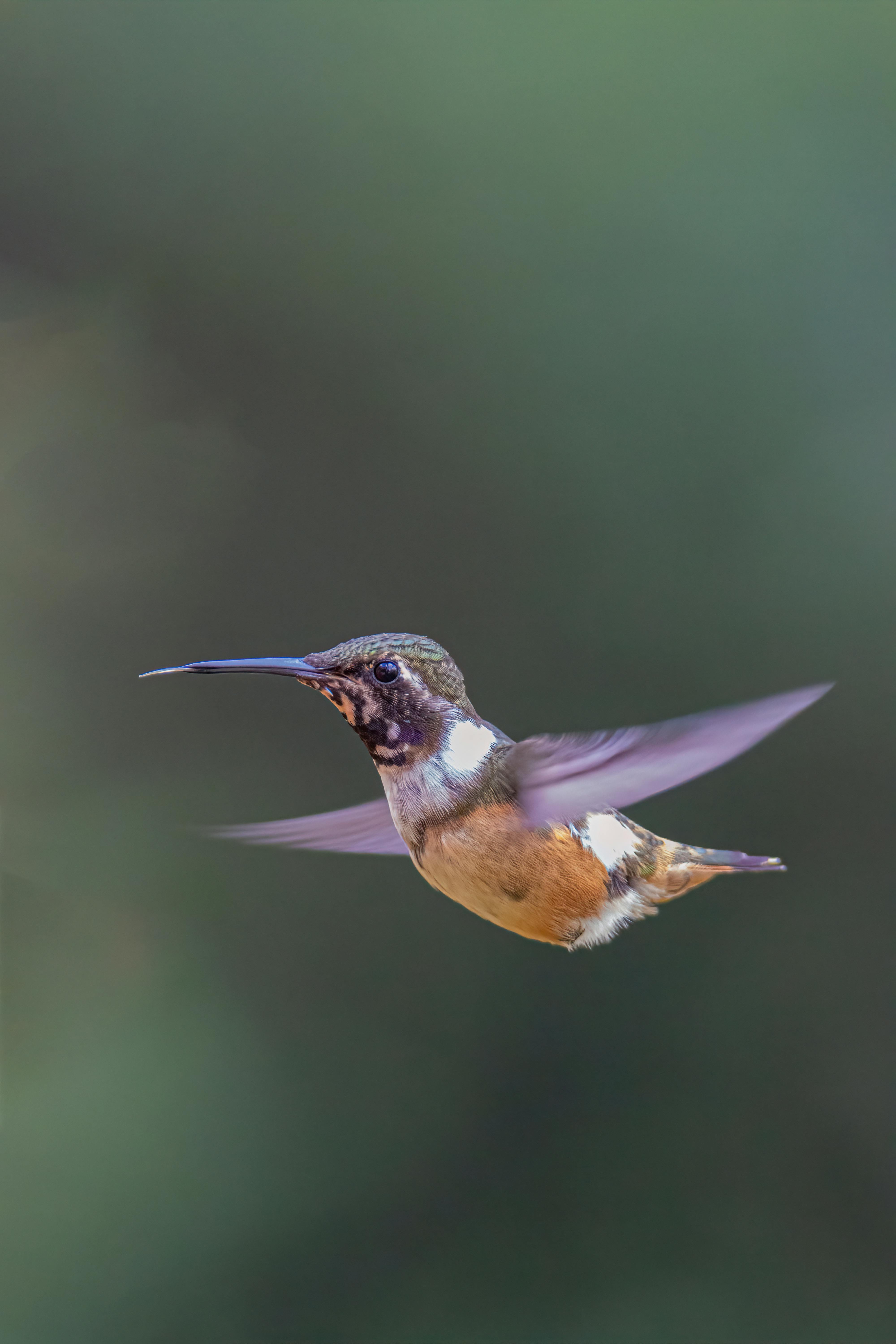 How to Make Hummingbird Nectar