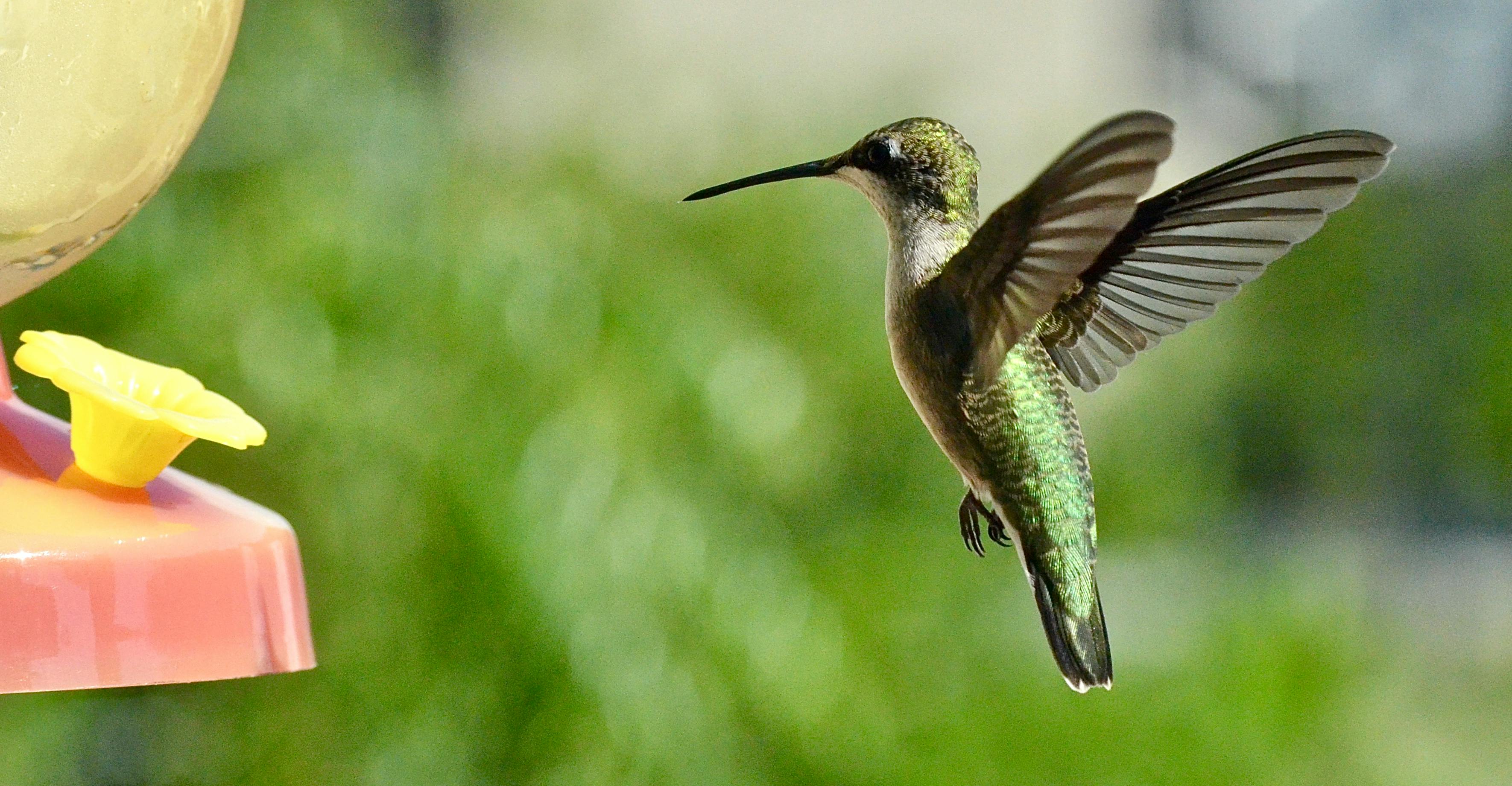 Homemade Hummingbird Nectar