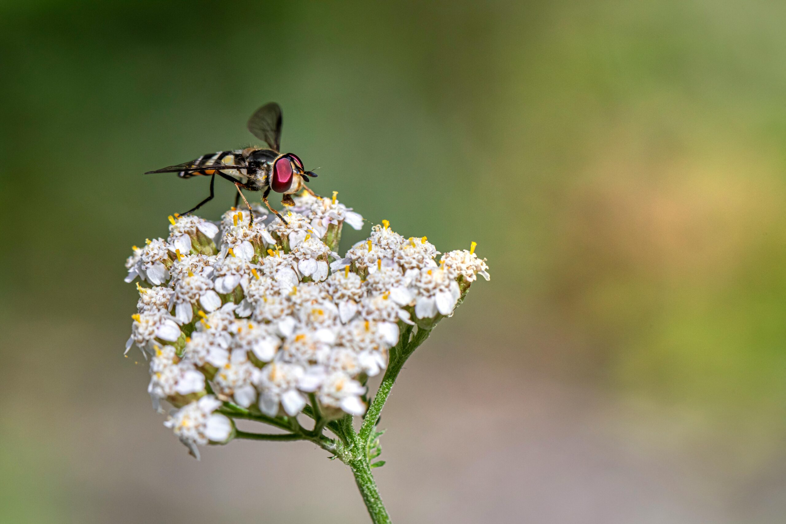 Effective Ways to Get Rid of Flies in Your House – Practical Tips for 2025